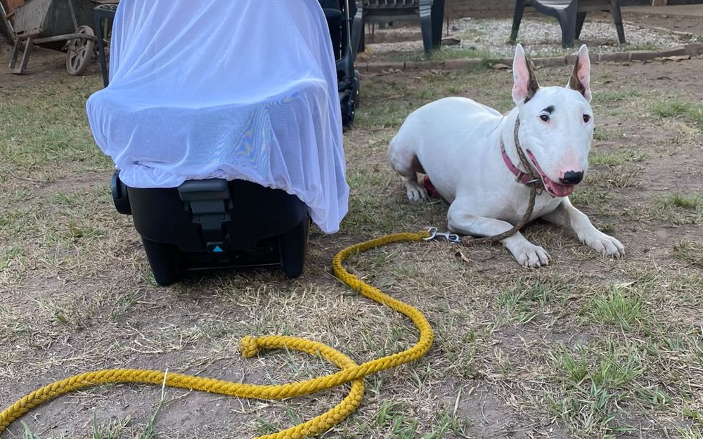 Bull terrier echada y tranquila junto al cochecito del bebé, con la correa suelta en el piso