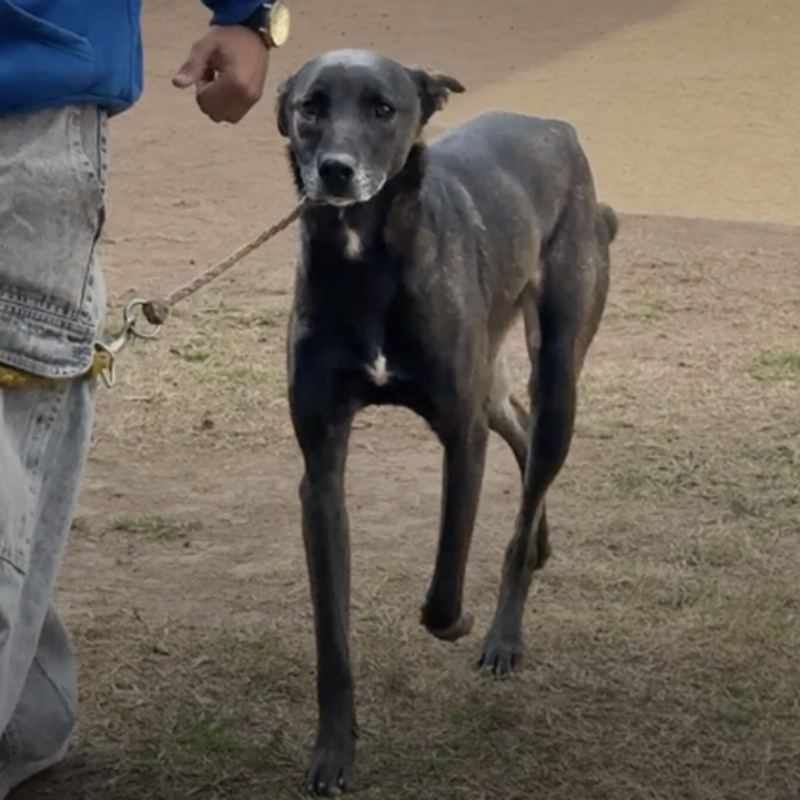Paseo aeróbico disciplinario: perro trotando al lado del adiestrador con correa floja