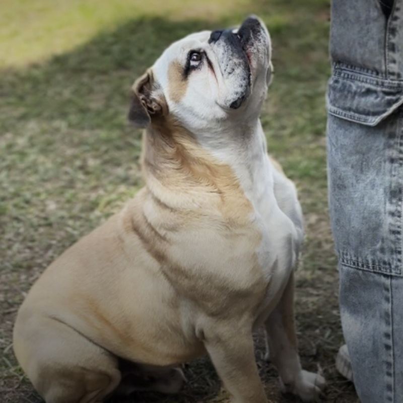 Bulldog sentado mirando atento a su adiestrador durante el entrenamiento