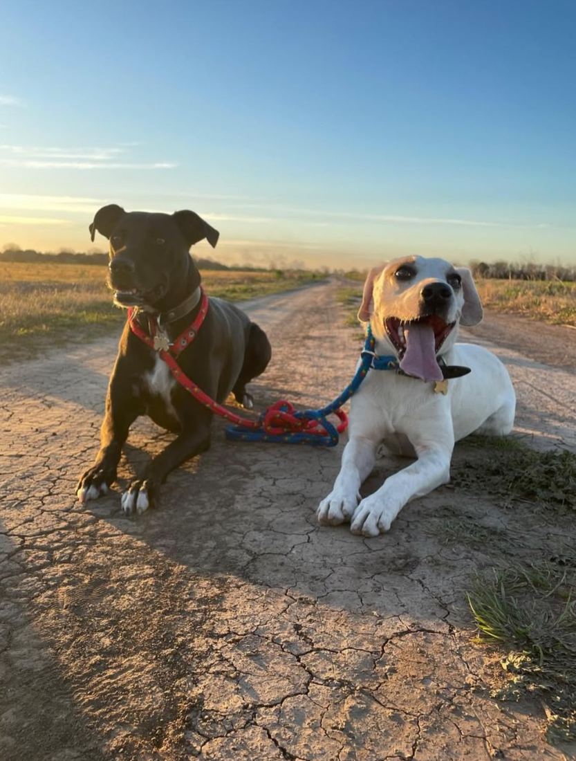 Dos perros adiestrados por Del Arrabal, echados y tranquilos durante un paseo al atardecer
